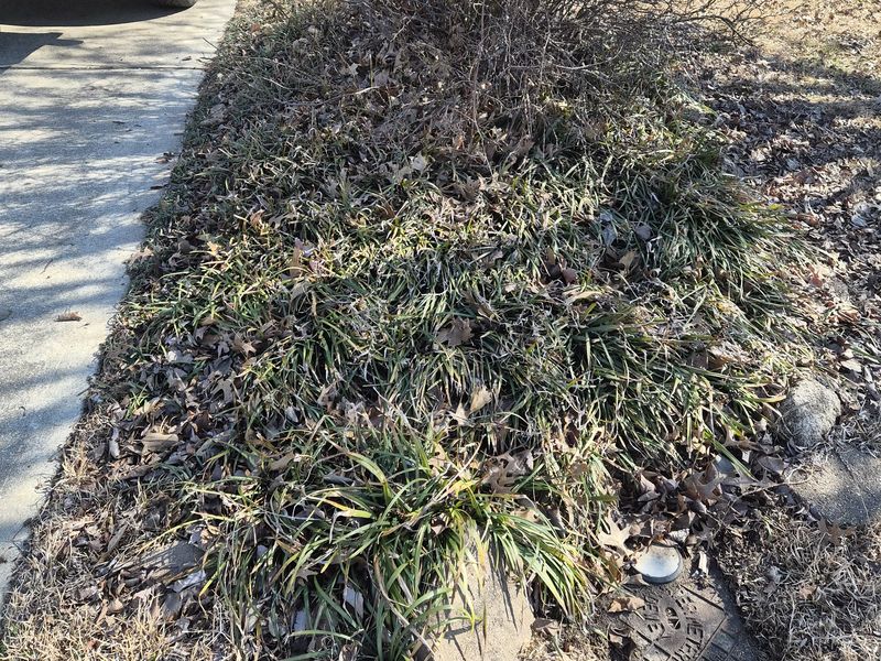 Driveway bed before bed cleanup and fresh mulch