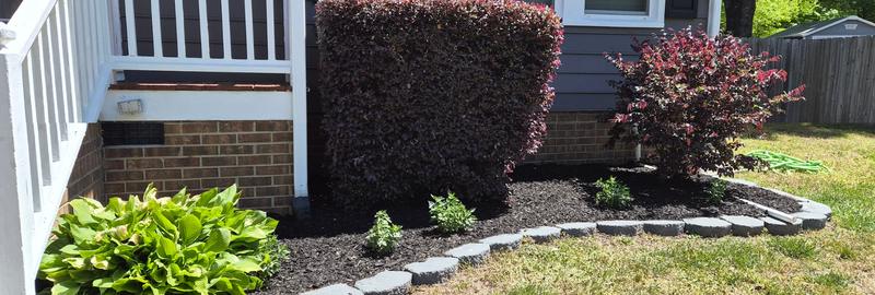 Fresh dark mulch installed around foundation shrubs